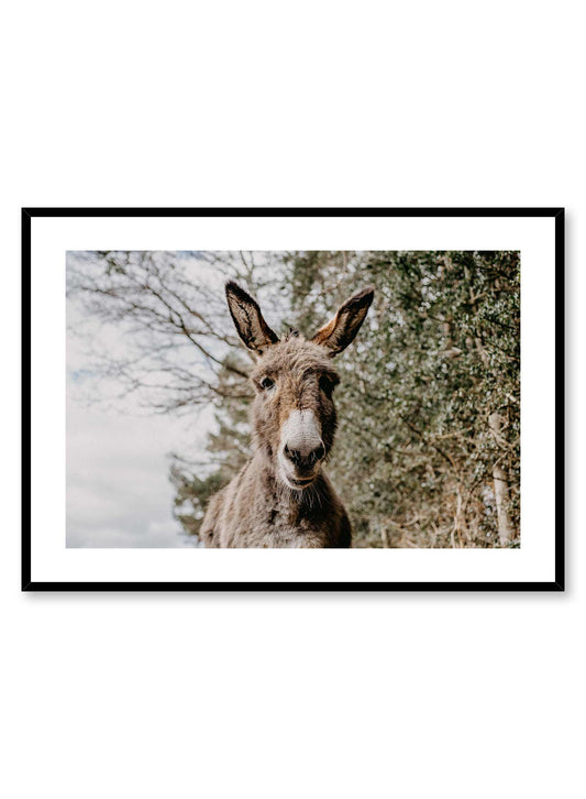 Friendly Donkey' is an animal photography poster by Opposite Wall of an adorable grey donkey over a green tree background in the countryside.