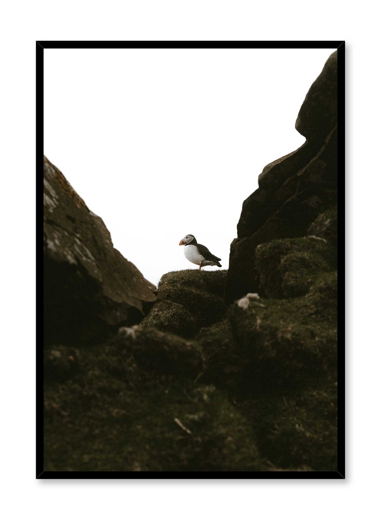 Puffin Portrait' is an animal and landscape photography poster by Opposite Wall of a puffin bird standing atop rocky boulders.