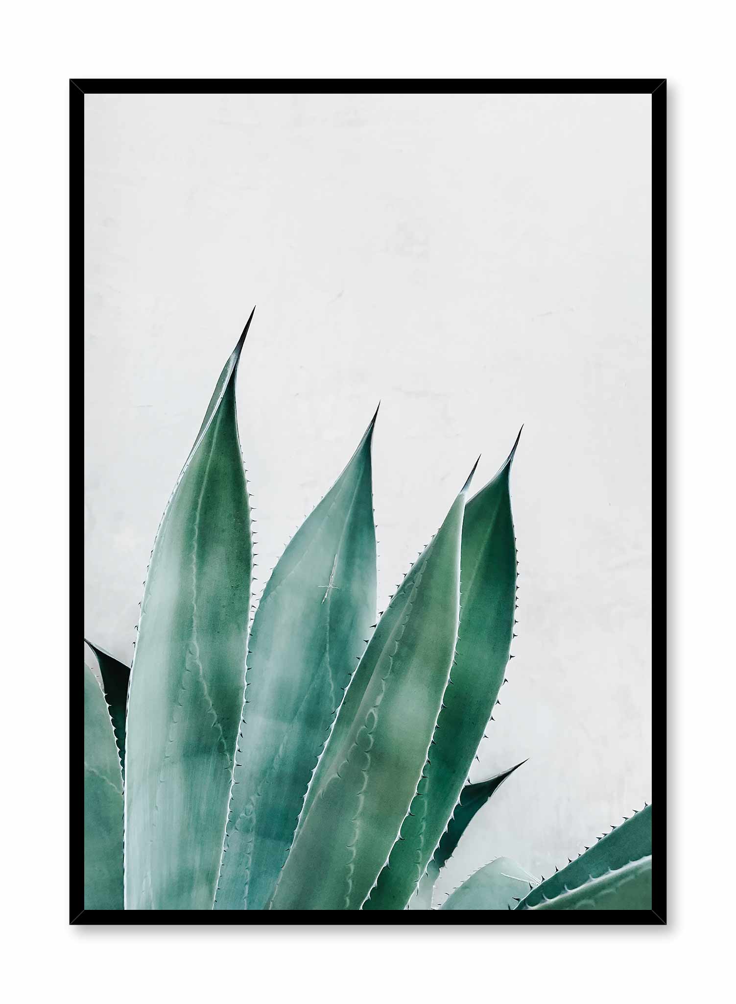 Prickly Leaves is a minimalist photography poster of a prickly green succulent by Opposite Wall.