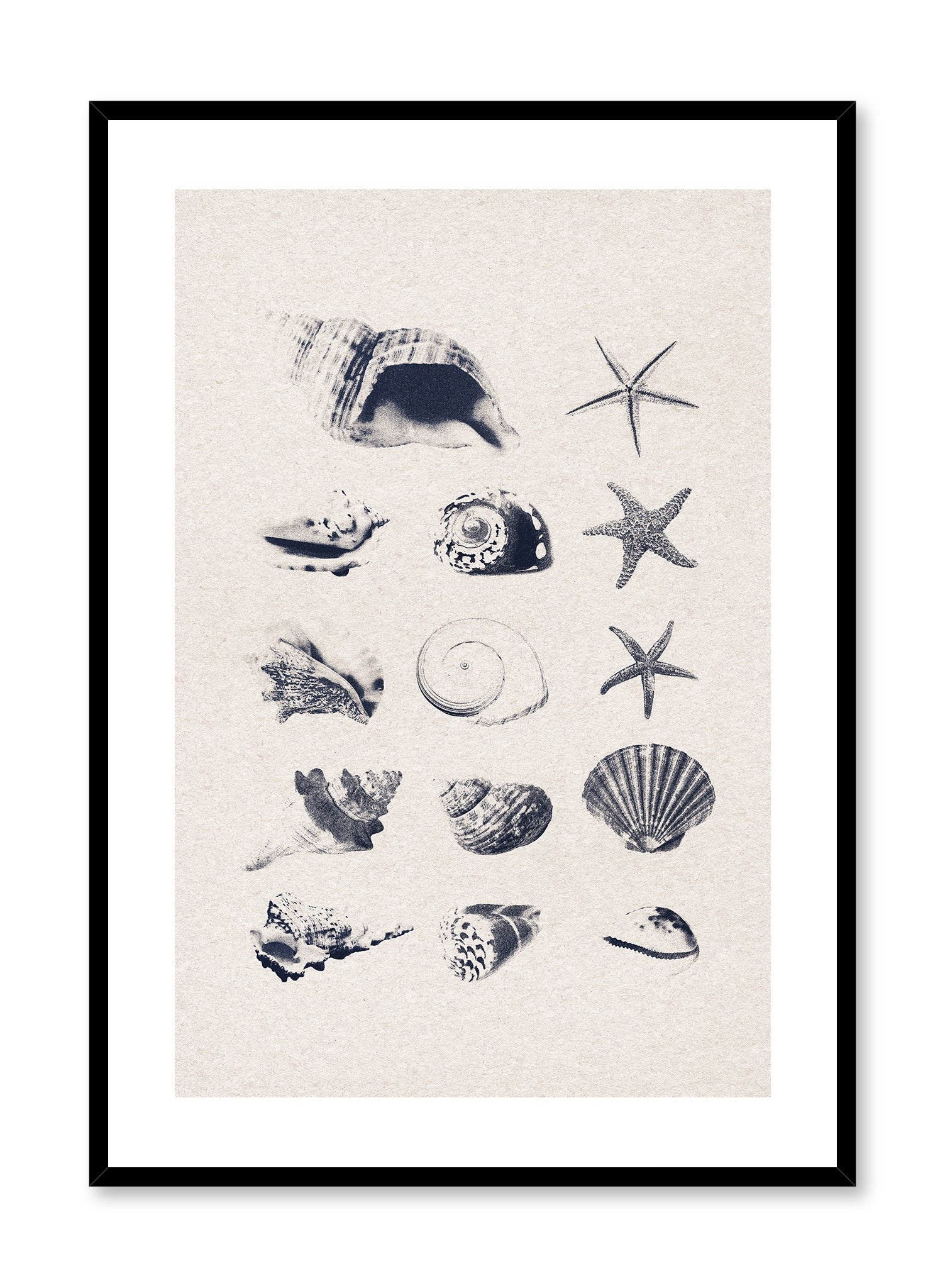 Coastal Treasures is a minimalist illustration of a collection of many and different types of seashells and starfishes by Opposite Wall.