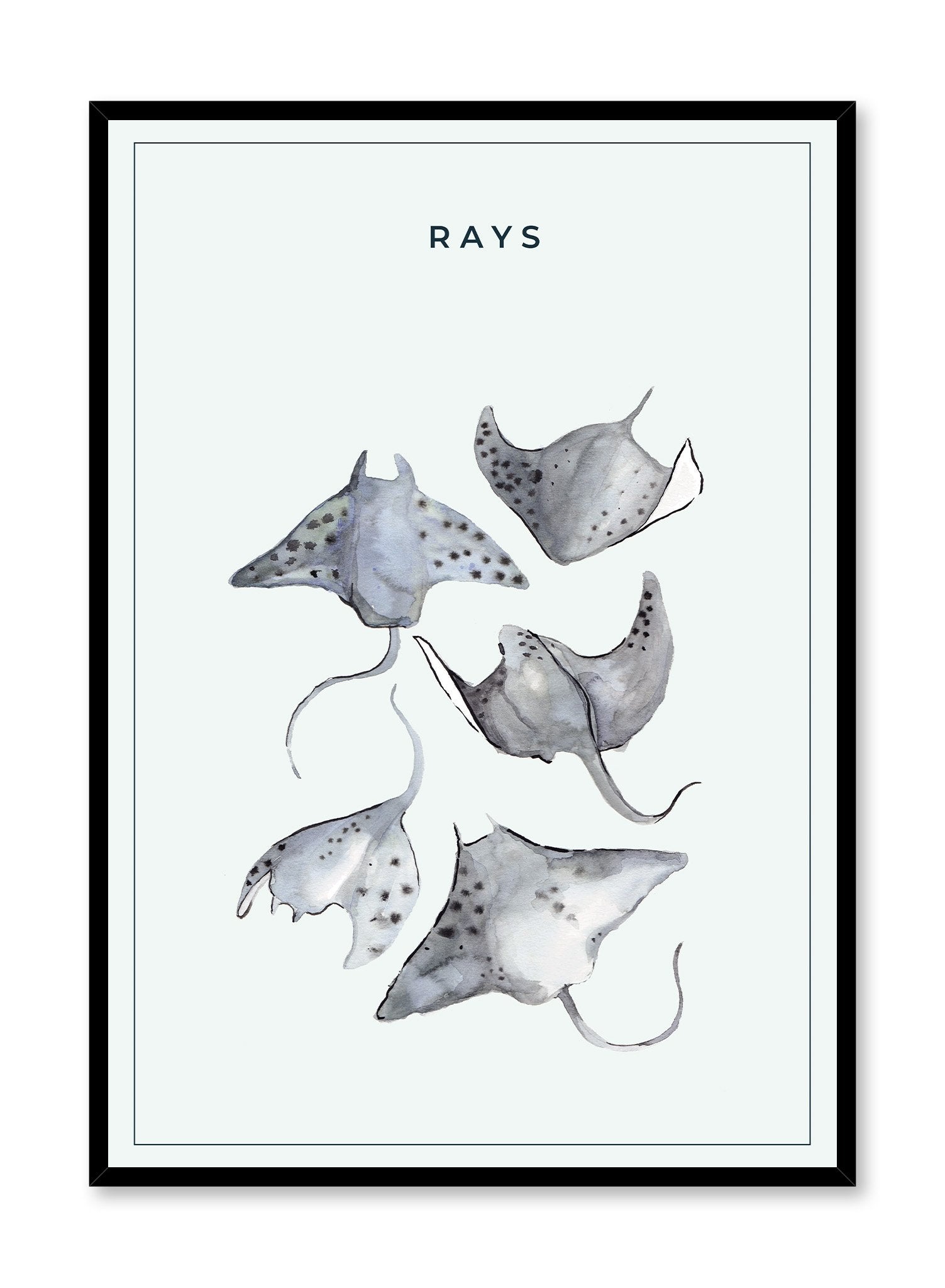 Ray Gang is a minimalist illustration of five grey rays with dots on their pectoral fins by Opposite Wall.