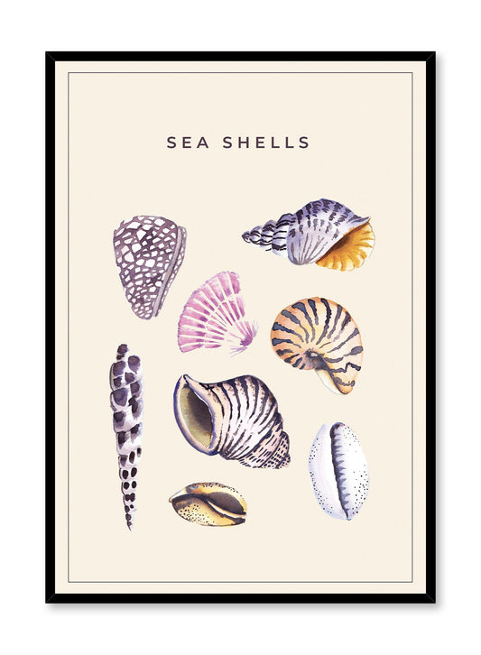 Sally by the Seashore is a minimalist illustration a collection of different types of colourful seashells by Opposite Wall.