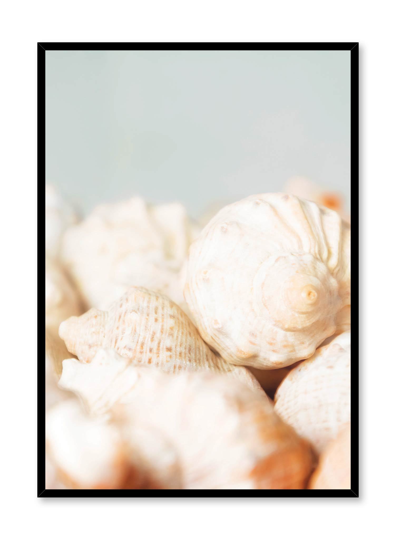 Conch is a minimalist photography of a close-up shot of many conches showing their detailed exterior by Opposite Wall.