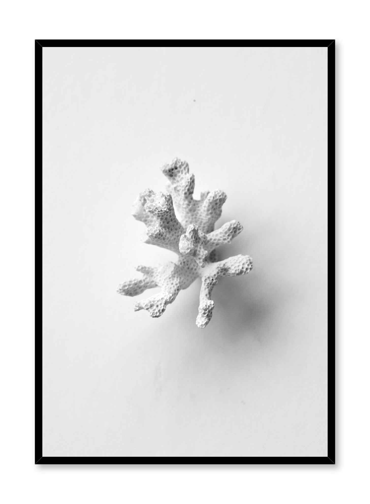 Coral Sprig is a minimalist photography of a close-up shot of a white coral sprig by Opposite Wall.