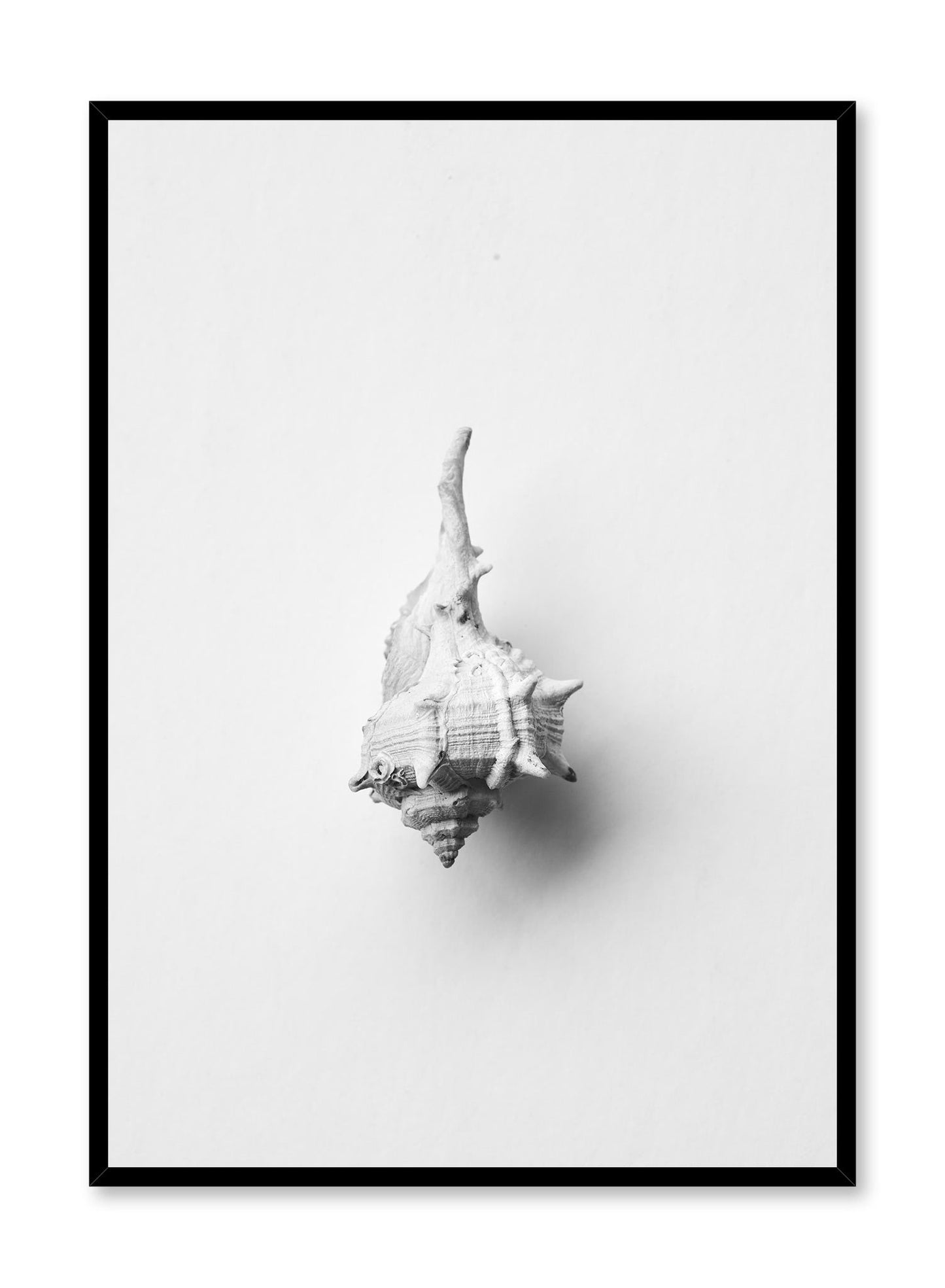Horse Conch is a minimalist photography of a close-up shot of a white horse conch facing downwards by Opposite Wall.