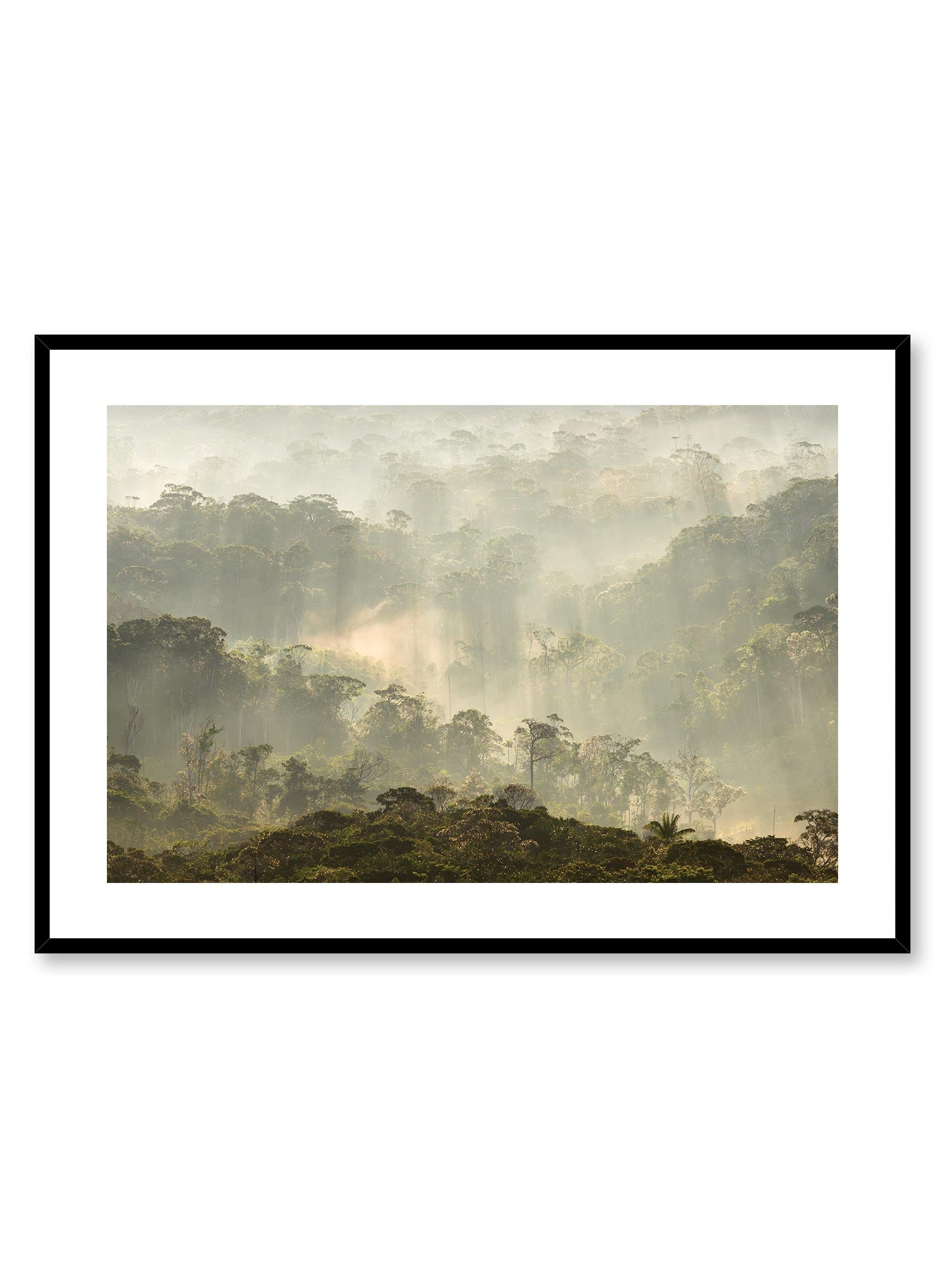 Petrichor is a minimalist photography of the grandiose view on a misty rainforest with tiny beams of sunlight shining through by Opposite Wall.