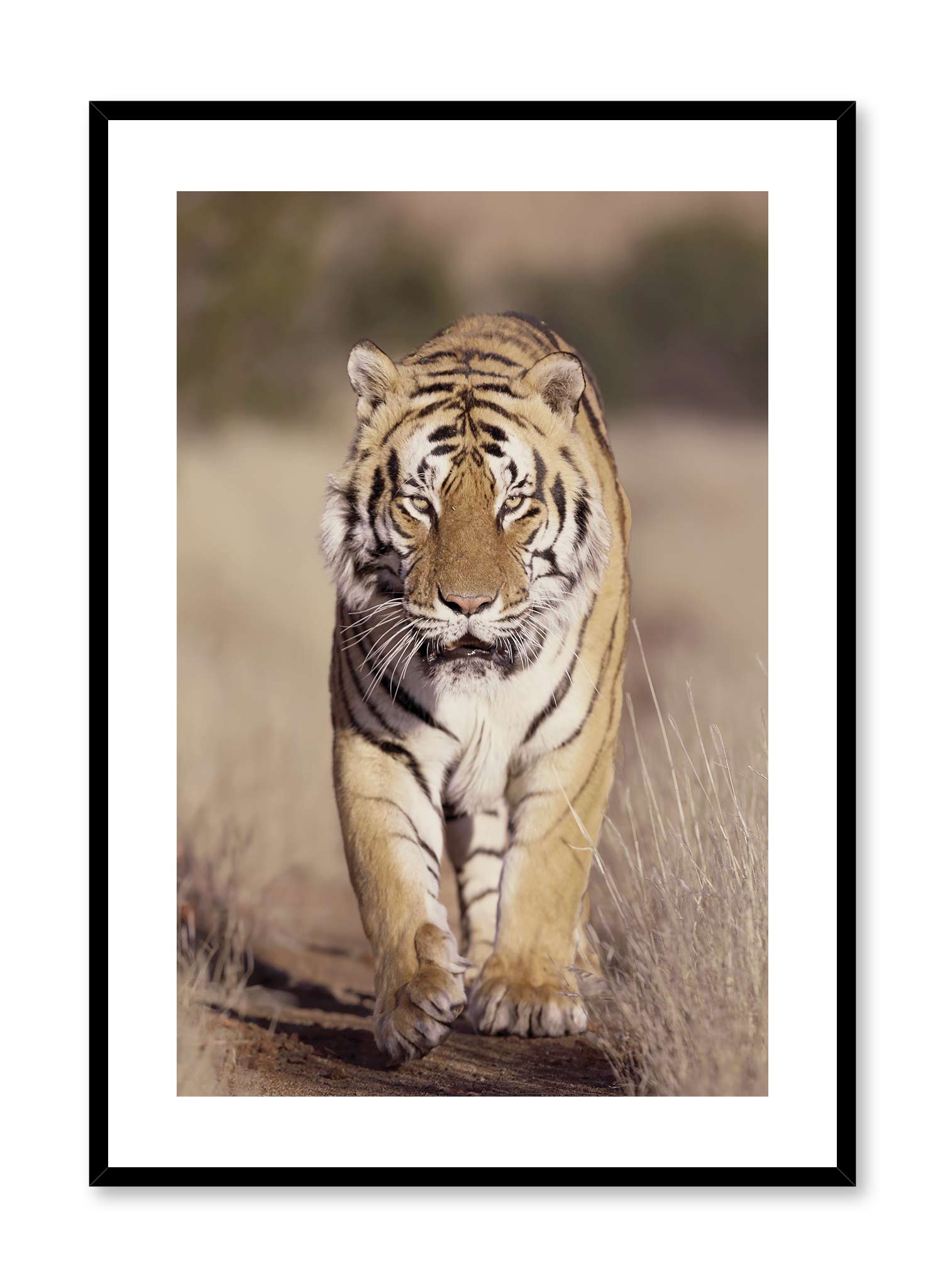 On the Prowl is a minimalist photography of a mighty tiger staring right at the observer as if it is ready to pounce by Opposite Wall.