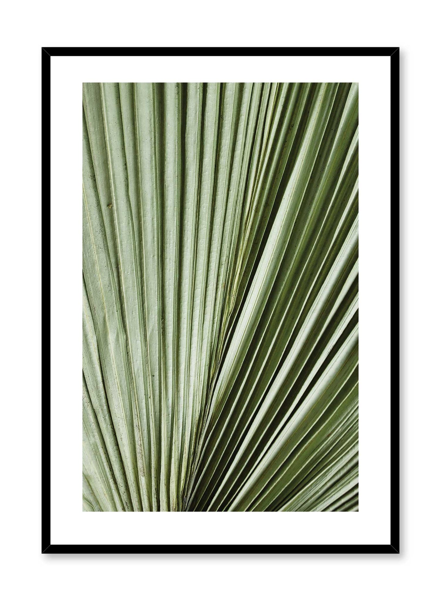 Nature's Accordion is a minimalist photography of a very close-up view of a leaf of palm tree leaf showing off its fine lines and details by Opposite Wall.