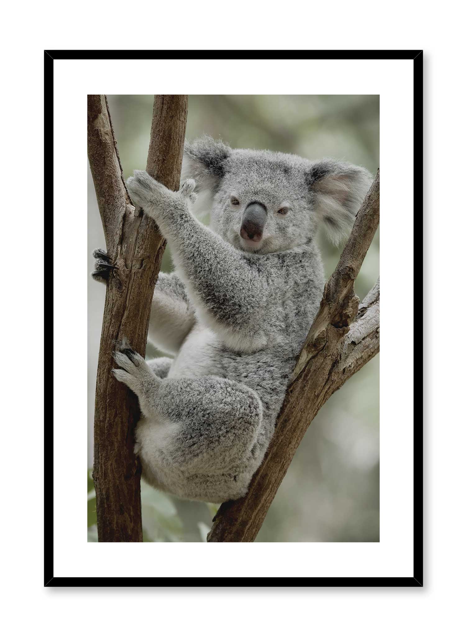 Koala-fied is a minimalist photography of a koala resting on a tree looking like a model by Opposite Wall.