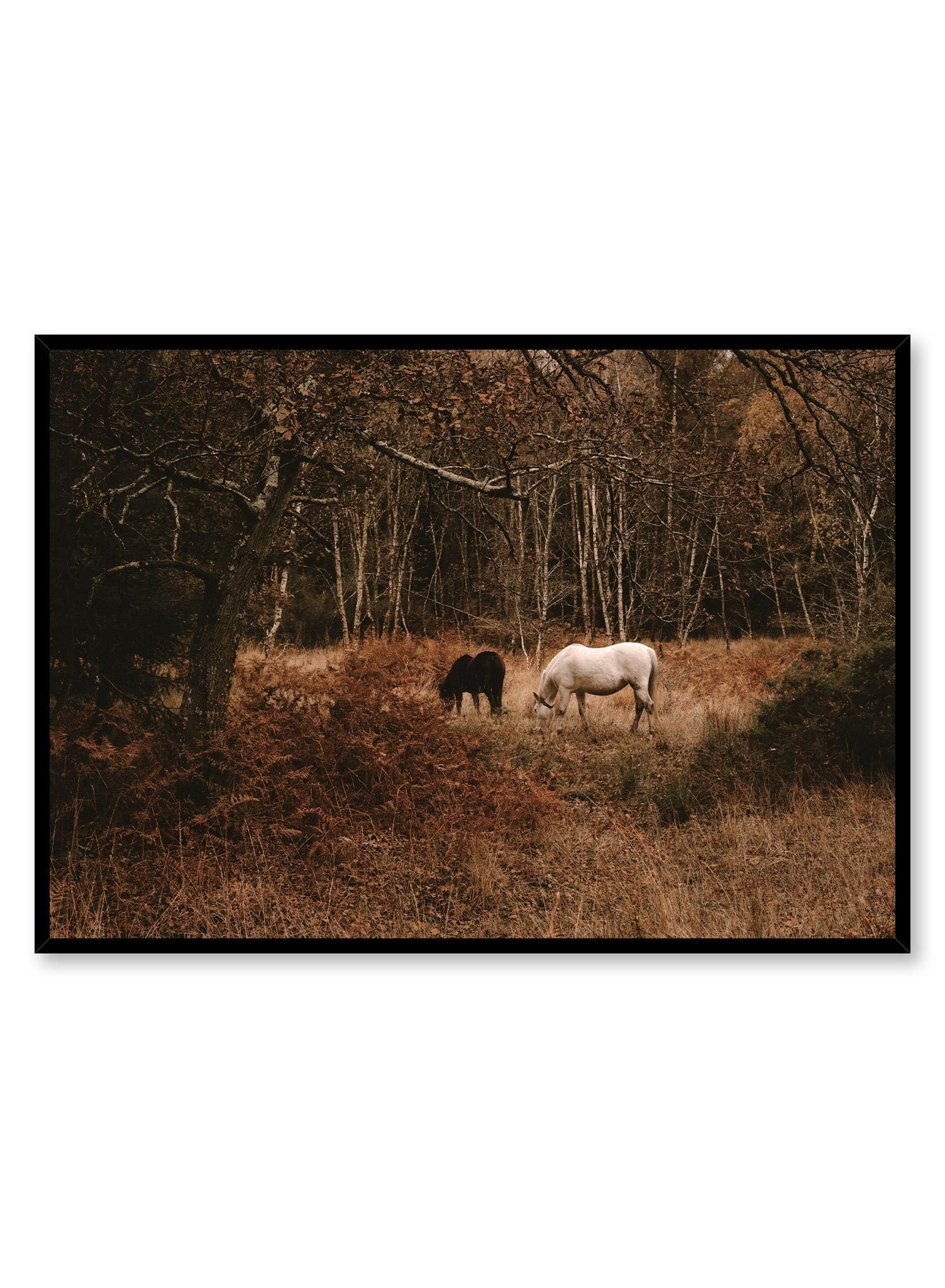 Mustang is a minimalist photography by Opposite Wall of two horses; one white and one black, eating dry grass in the forest. 