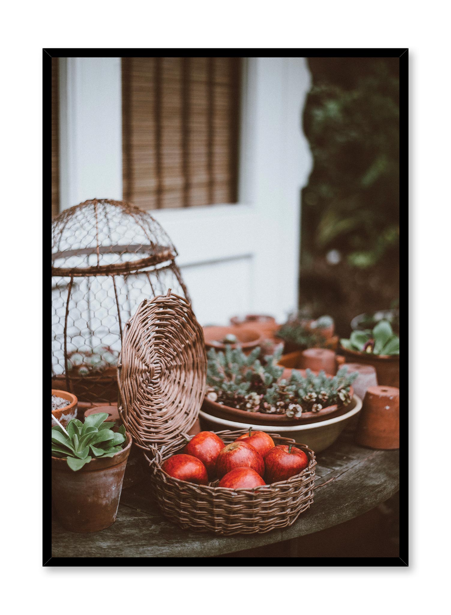Apple Season is a minimalist photography by Opposite Wall of six harvested apple put in a basket container surrounded by small pots of succulents.