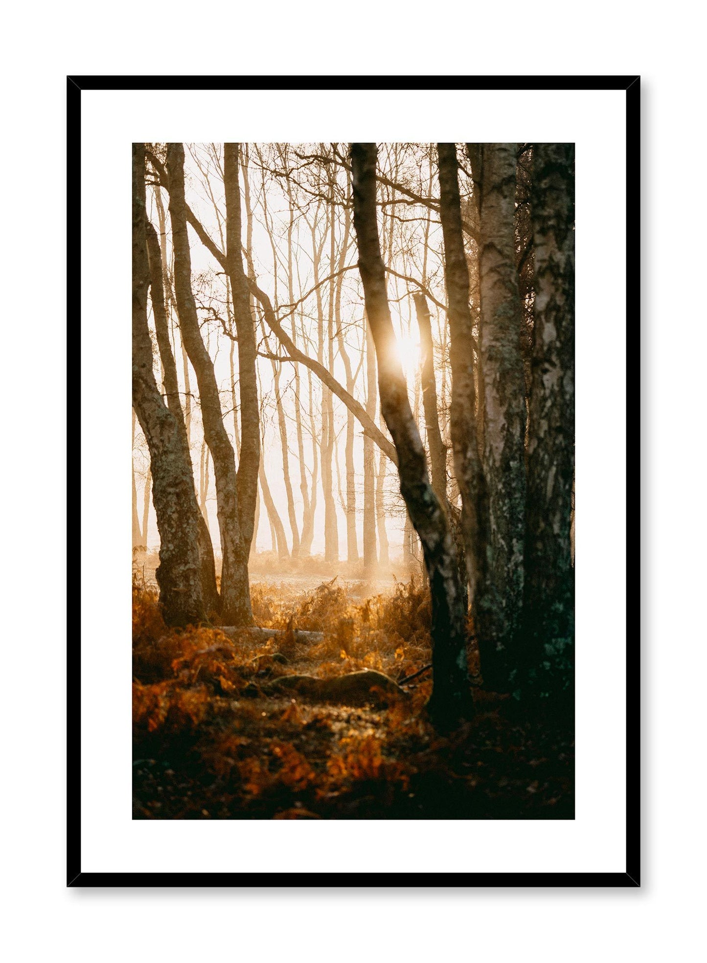 Twilight is a minimalist photography by Opposite Wall of a beaming sunlight illuminating the forest.