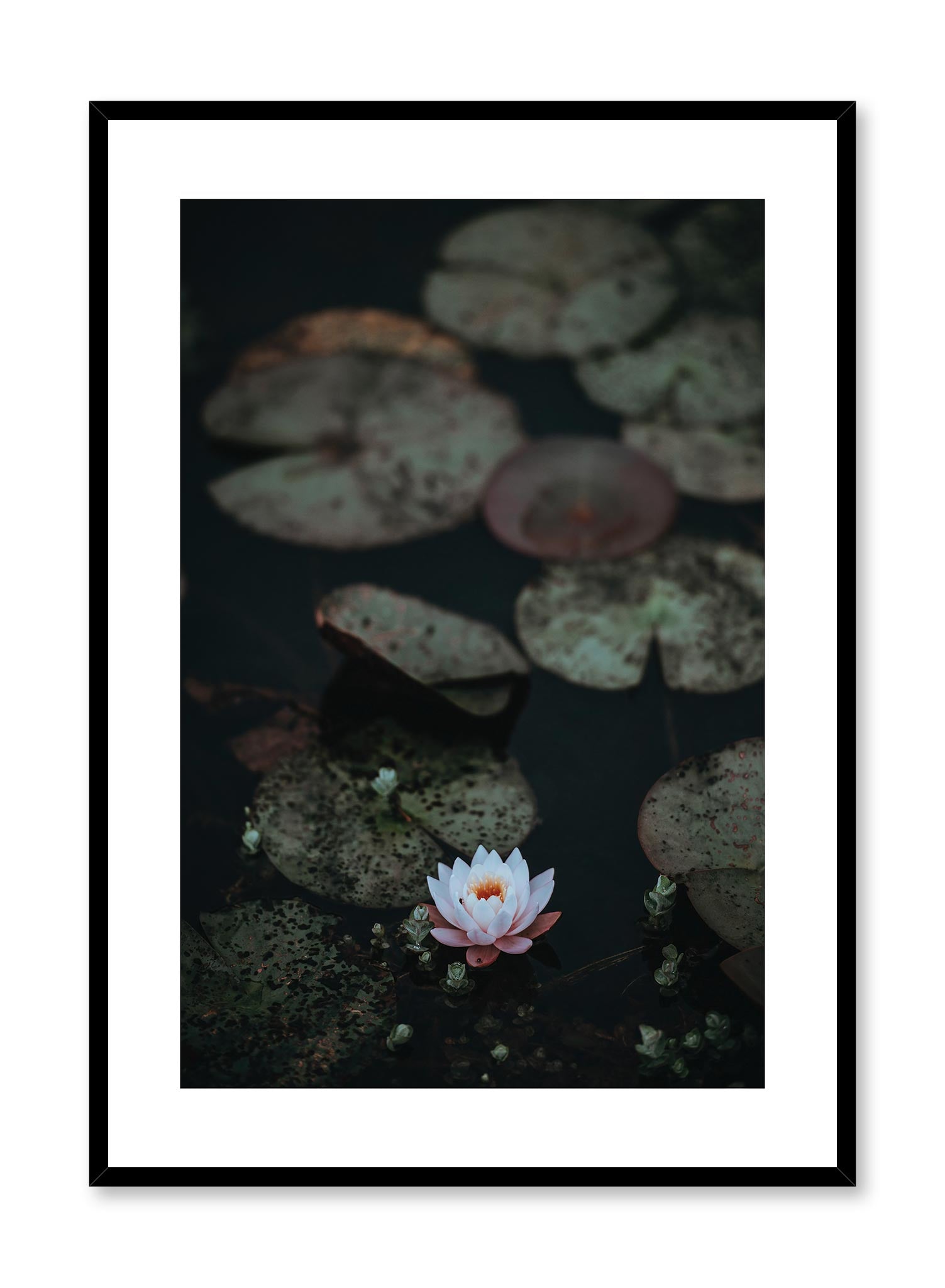 Lily Pad is a minimalist illustration by Opposite Wall of a single pink water lily surrounded by many lily pads in a pond.