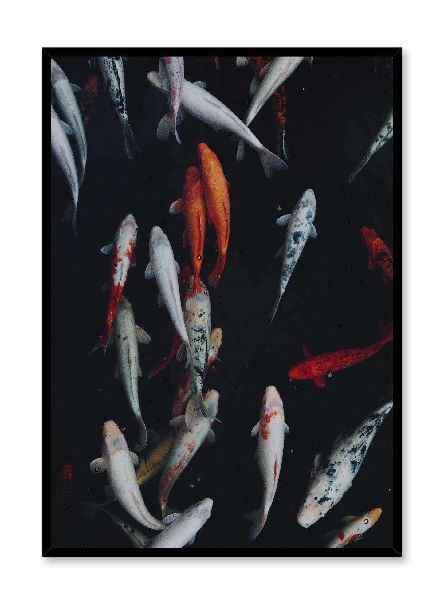 Koi Pond is a minimalist photography by Opposite Wall of the back view of many colourful koi fishes swimming in a pond.