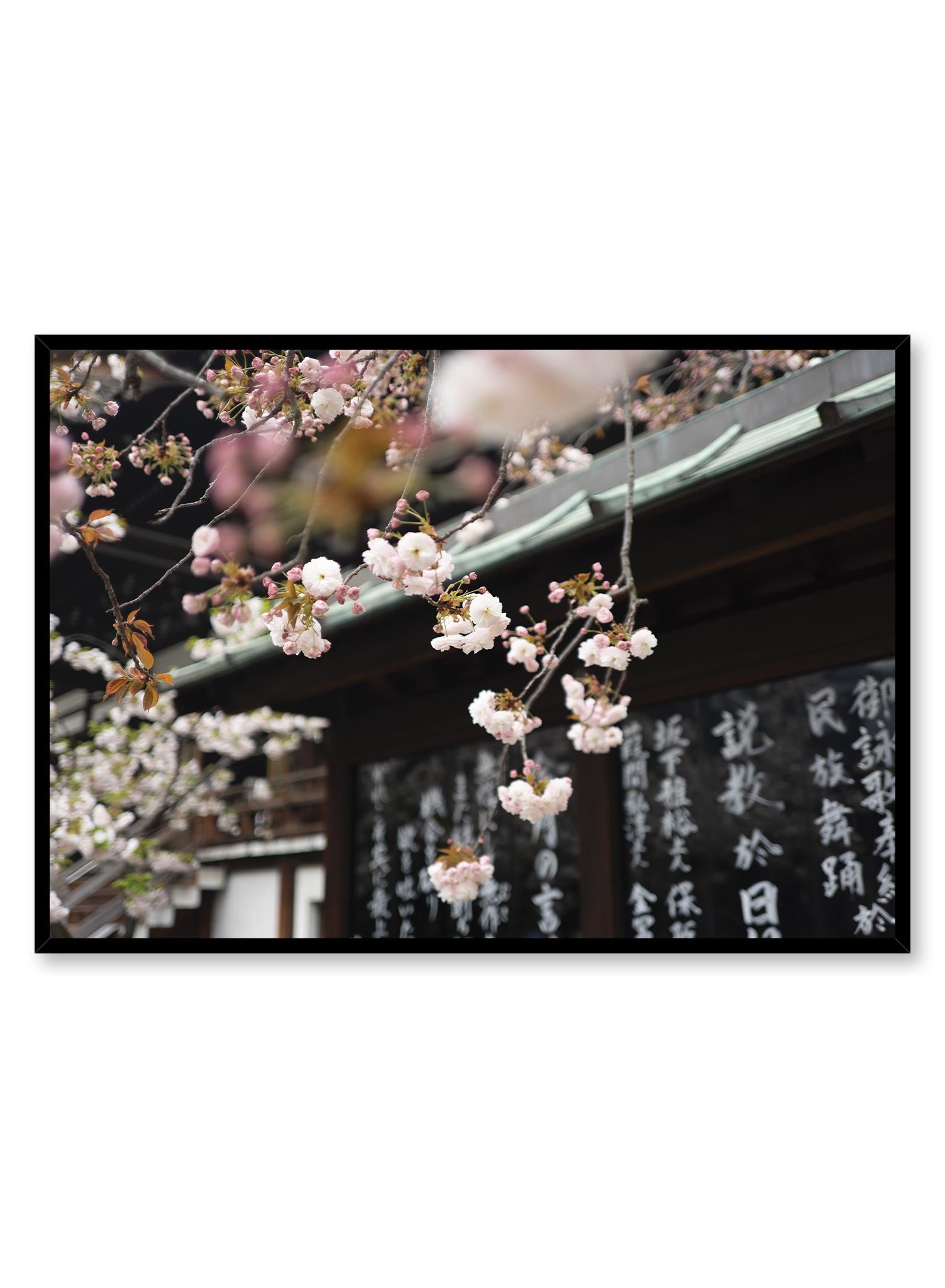 Japanese Bloom is a minimalist photography by Opposite Wall of cherry blossom flowers hanging over the roof of a traditional Japanese sign.