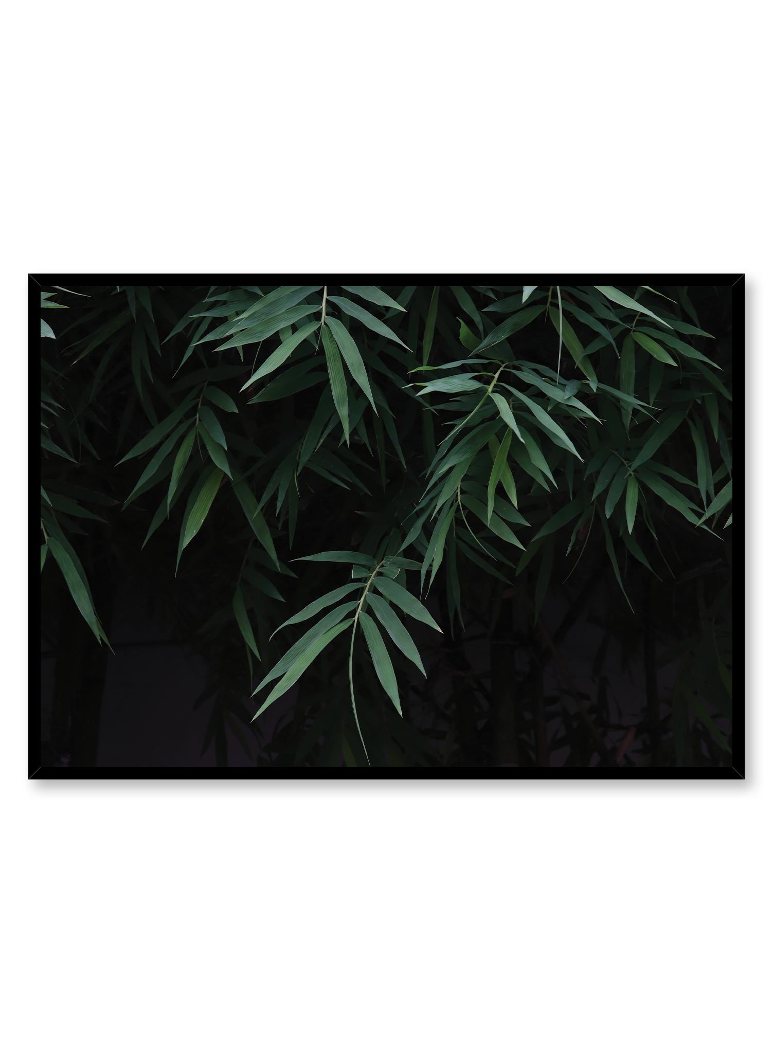 Verdant is a minimalist photography by Opposite Wall of many bamboo leaves on their branches.