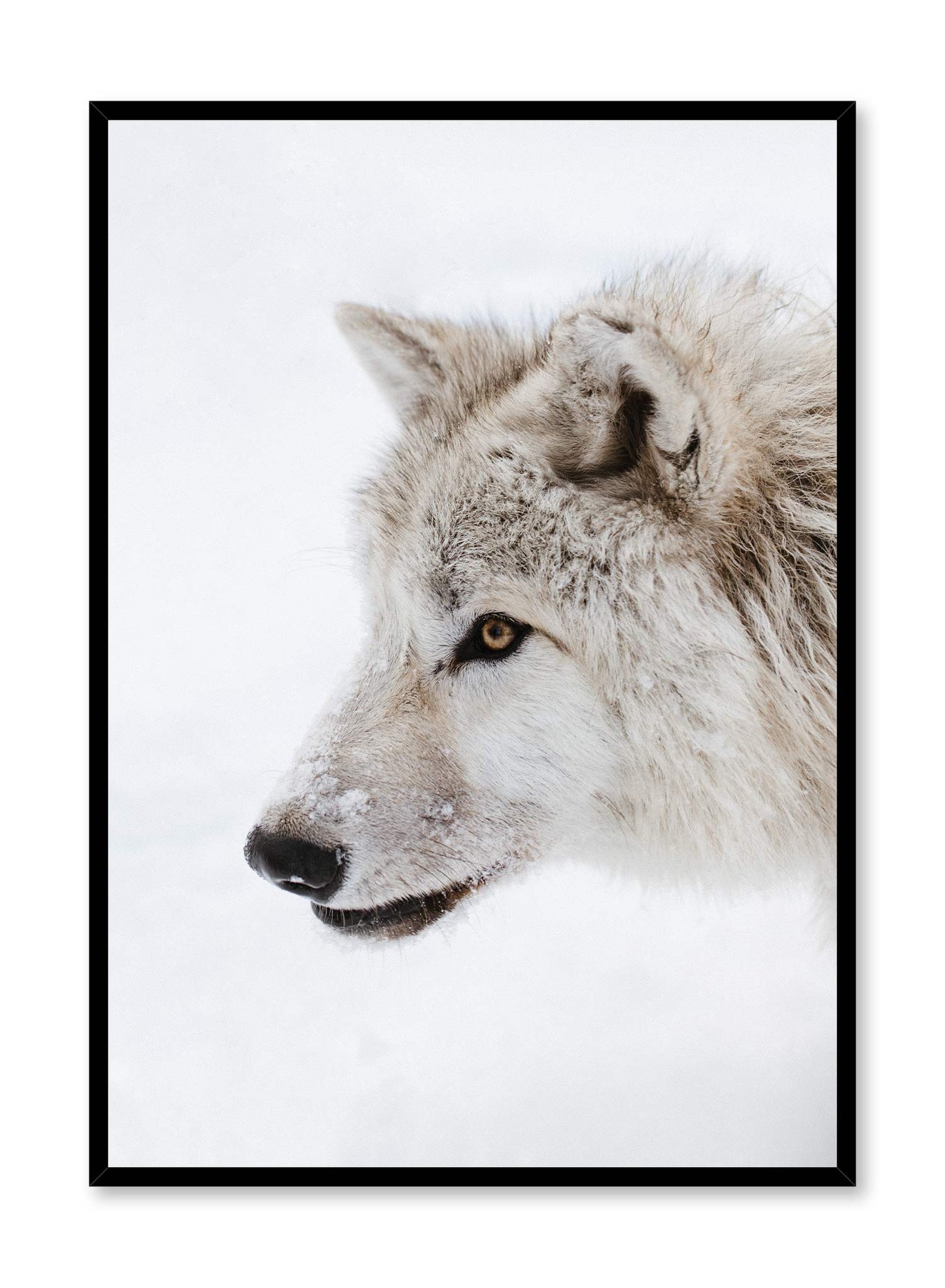 White Fang Wolf, Poster | Oppositewall.com