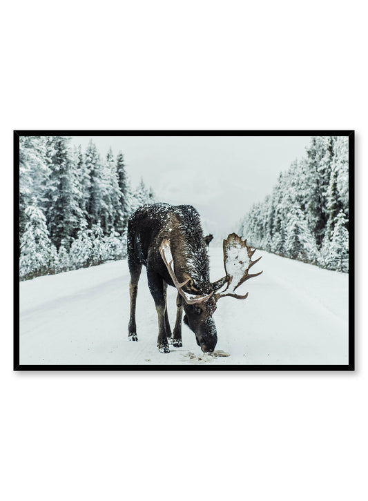Moose Stop Picture, Poster | Oppositewall.com