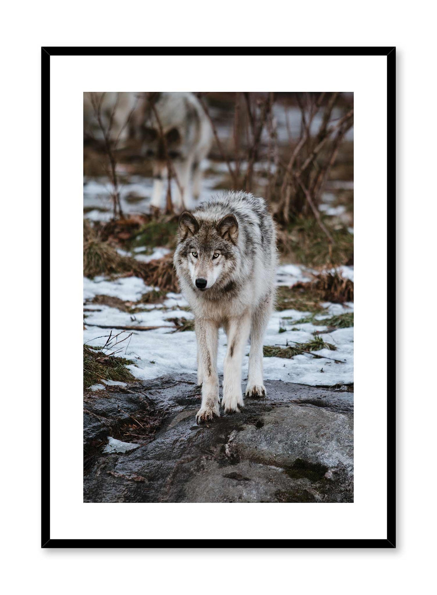 Wolf Pack, Poster | Oppositewall.com