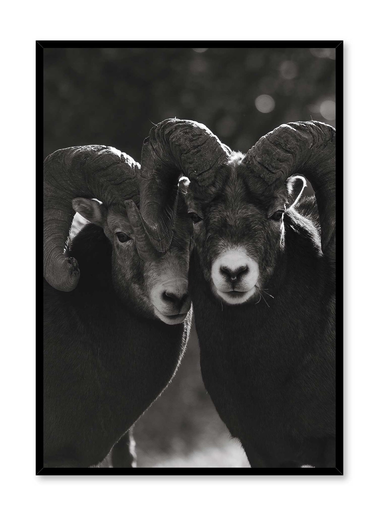 Mouflon Duo, Poster | Oppositewall.com