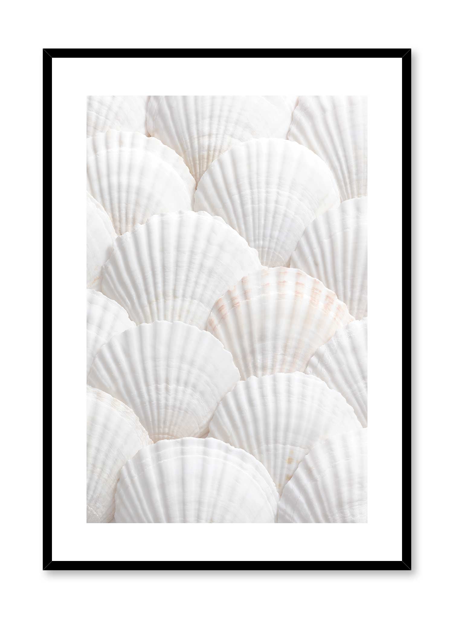 Seashell Selection | Shop Posters & Prints Online at Opposite Wall