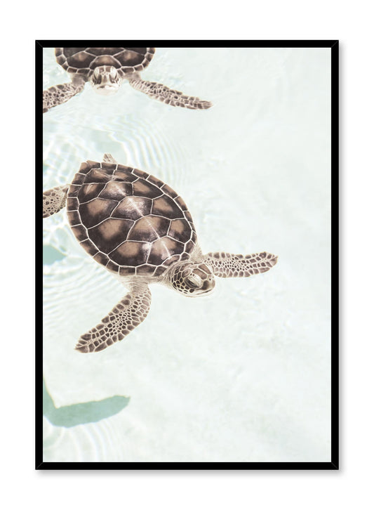Sunbathing Turtles, Poster